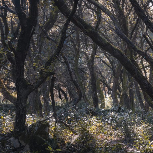 Bosque 1