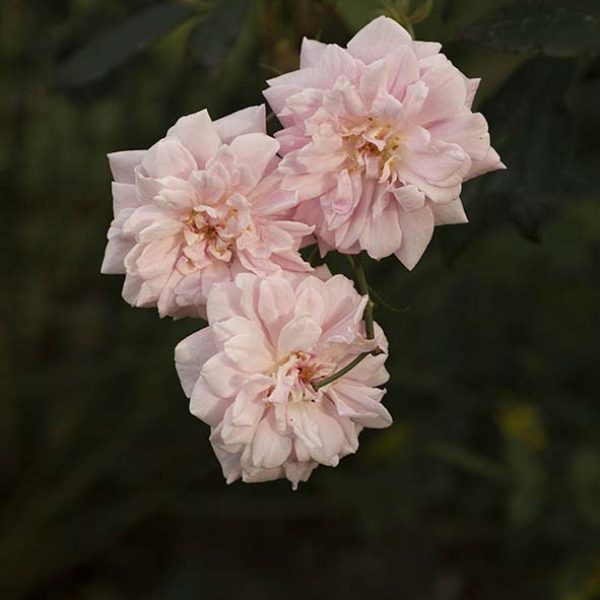 Rosas